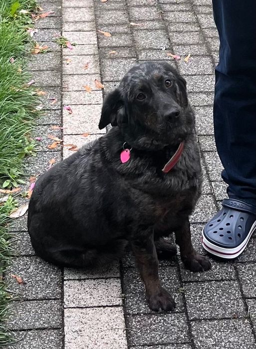 3letnia czarno-srebrna Zola do adopcji