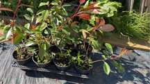 Photinia Red Robin