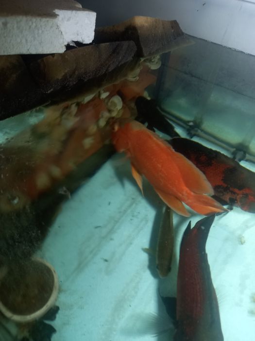 Oscar red albino, adulto, 25cm