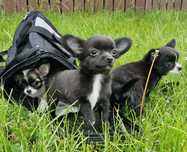 Cheldorado - słodkie długowłose chihuahua