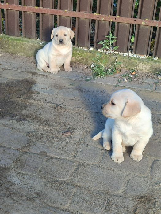 Piesek Labrador retriever