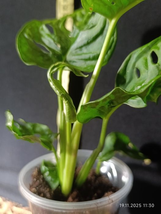 Монстера Адансона