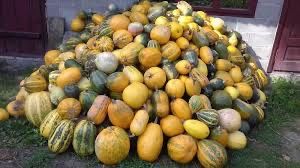 Гарбузи, арбуз, качки, кури, свині, тиква, гарбуз