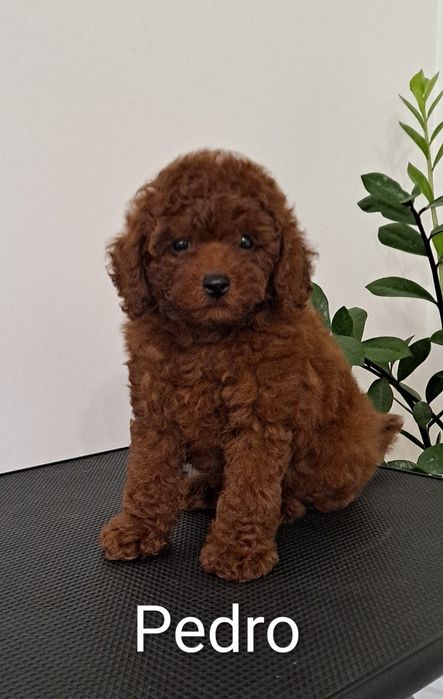 Pudel toy samiec genetyka