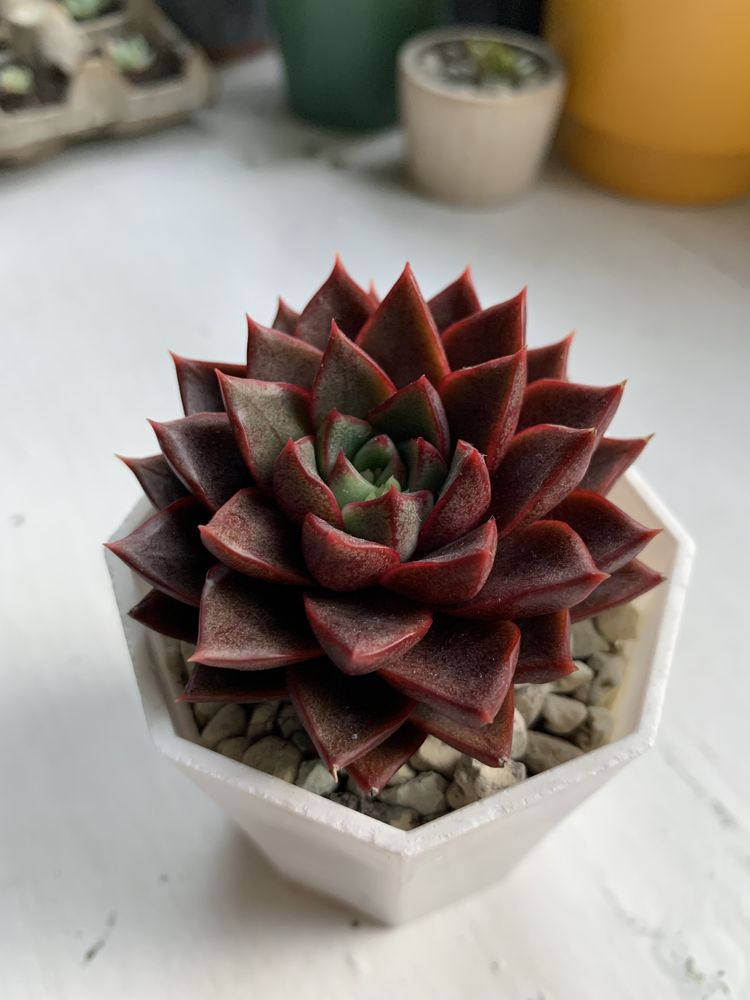 Echeveria purpusorum dionysos