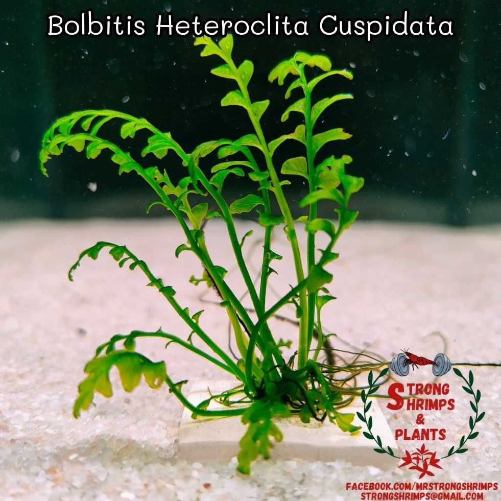 Bolbitis Heteroclita Cuspidata