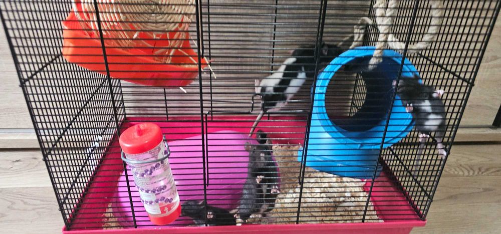 Młode szczurki domowe