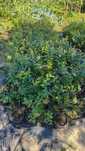 Vendo plantas mirtilo