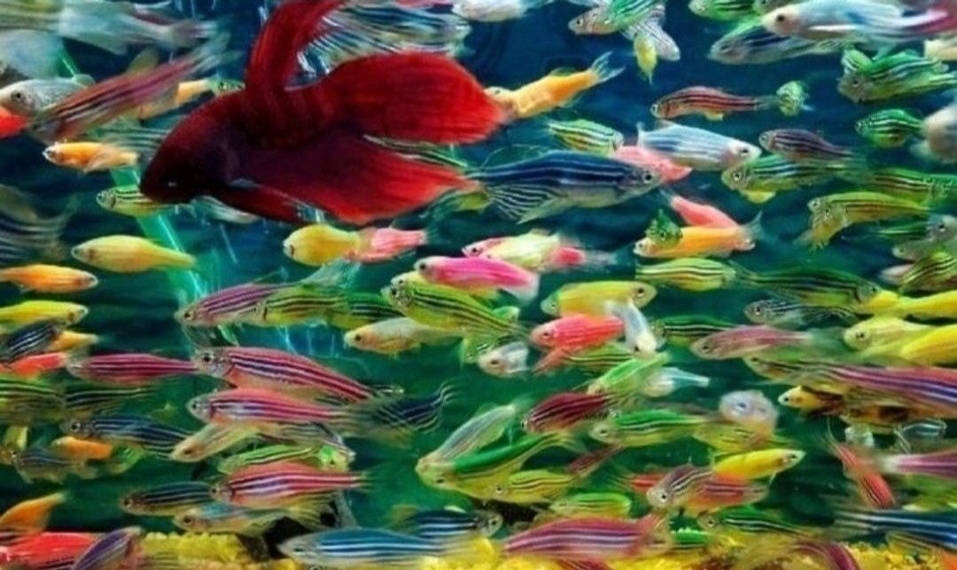 Рибки акваріумна риба гурамі даніо glo fish тернеція  glo