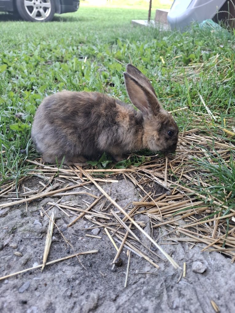 Królik samica baran francuski z młodym