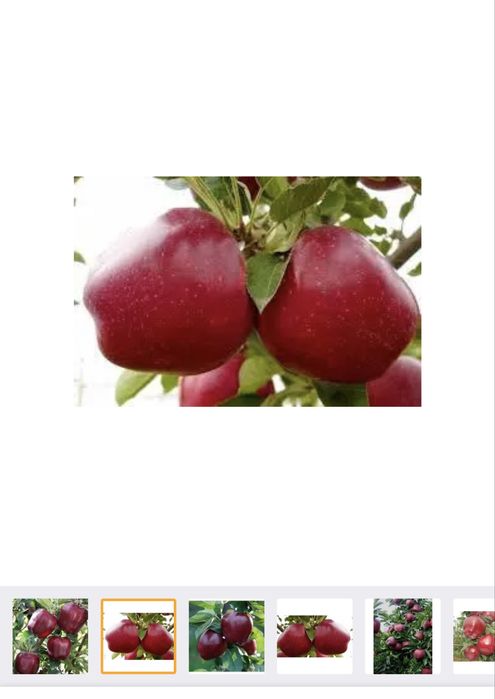 Саджанці плодових дерев та ягідних кущів