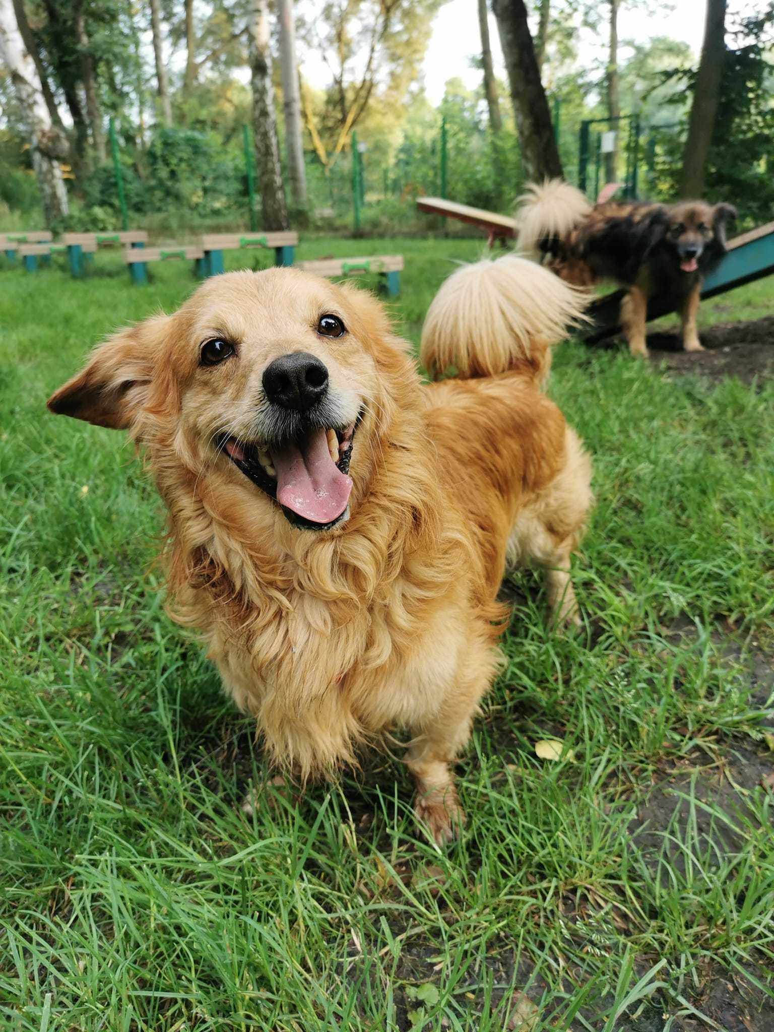Amor 5 letni śliczny piesio wrócił z adopcji..