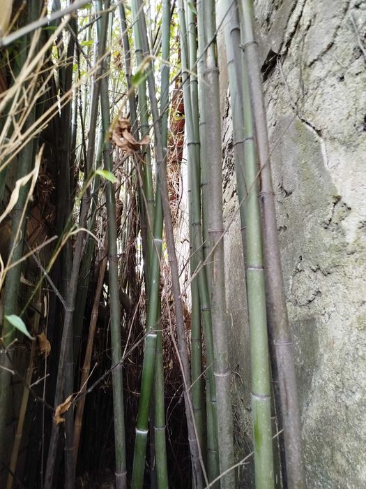 Lote de 10 Canas da Índia com metro e meio, para decorações.