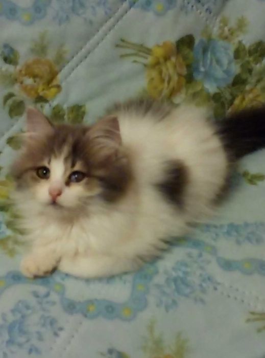 Шотландские породистые котята!Серебристая шиншилла!