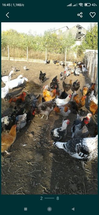 Курчата домашні м'ясо яєчна порода Джерси  вивод 05.02.23