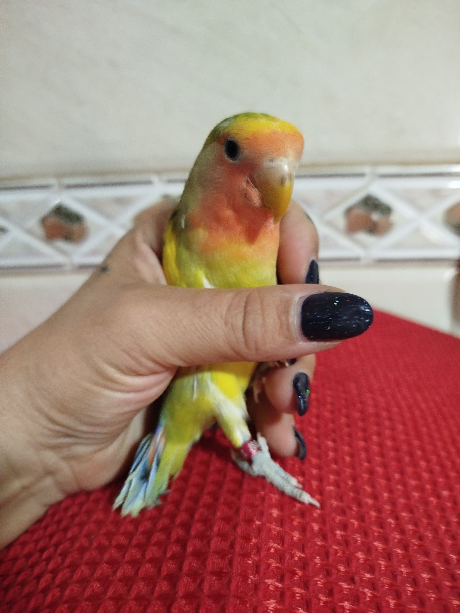 Agaporni criado a mão