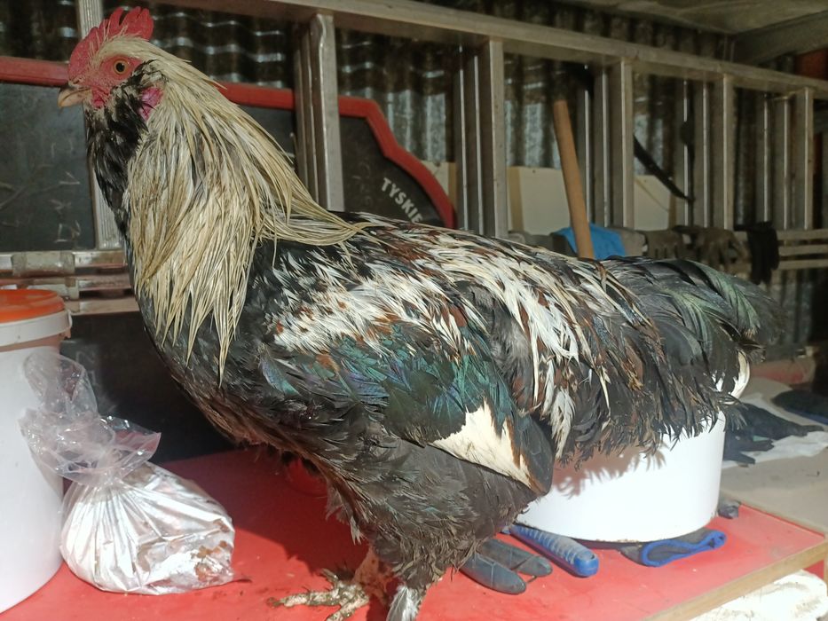 Kogut Fawerola Łososiowa