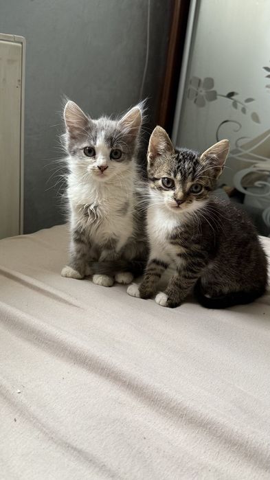 Безкоштовно Хлопчики