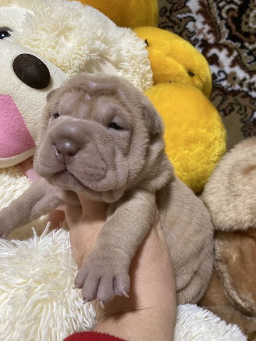 Девочки и мальчики окраса олень и извбелла