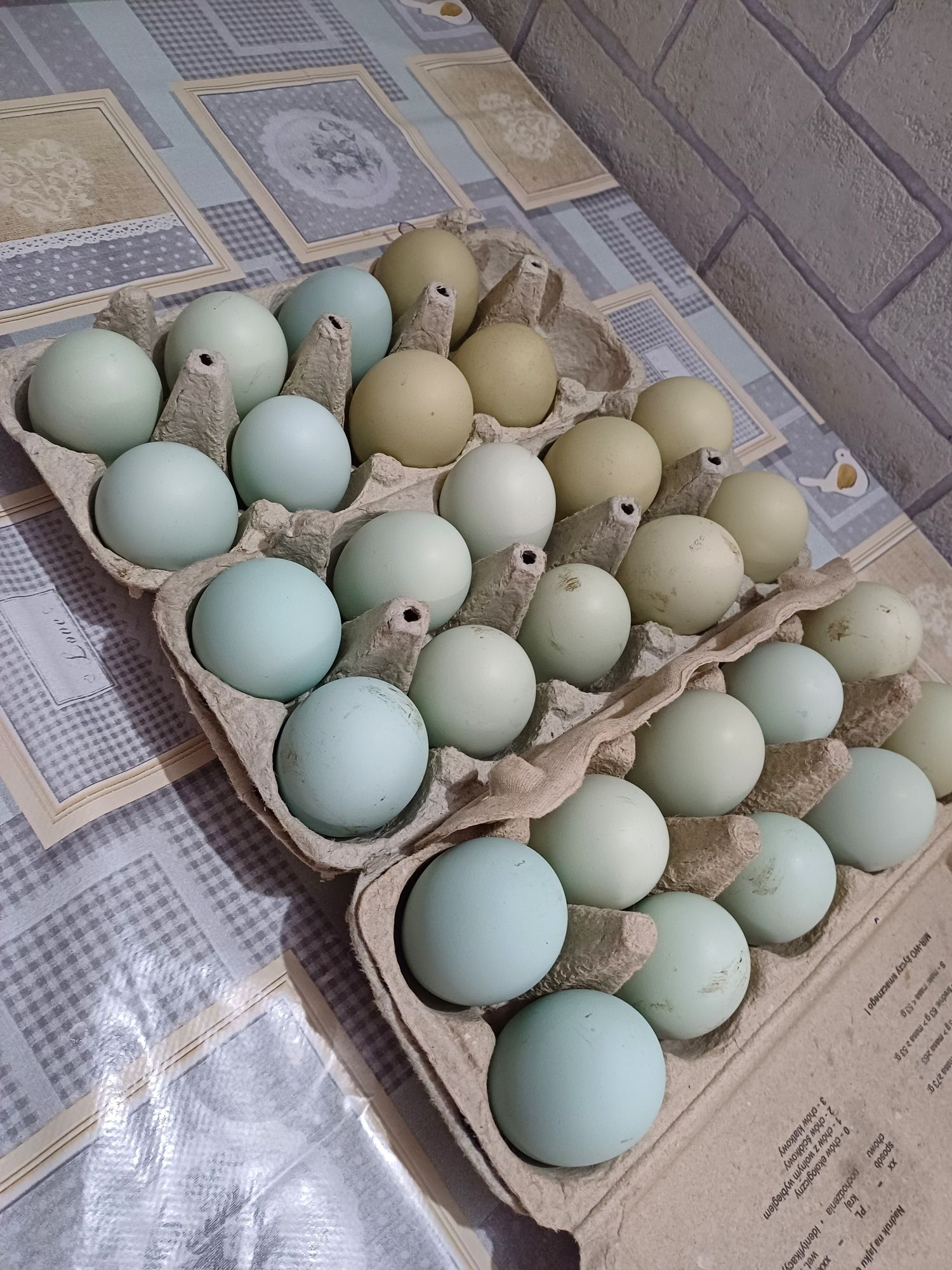 Jaja lęgowe Legbar Cream