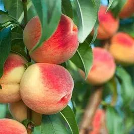 Плодові дерева. Саджанці плодових дерев. Персик, груша, гранат