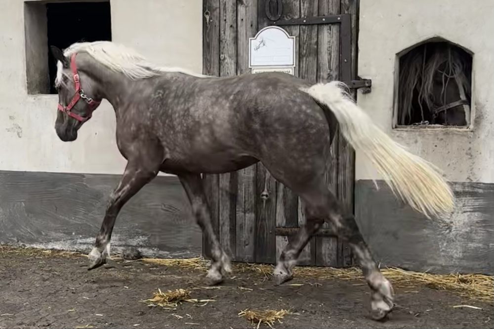 Sprzedam ogierka typ zimnokrwisty