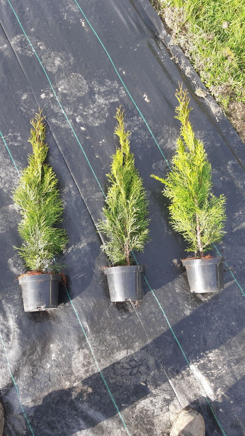 tuja szmaragd wys 70/80cm shmaragd tuje thuje thuja sadzonka iglaki d