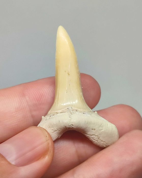 Lote fósseis tubarão