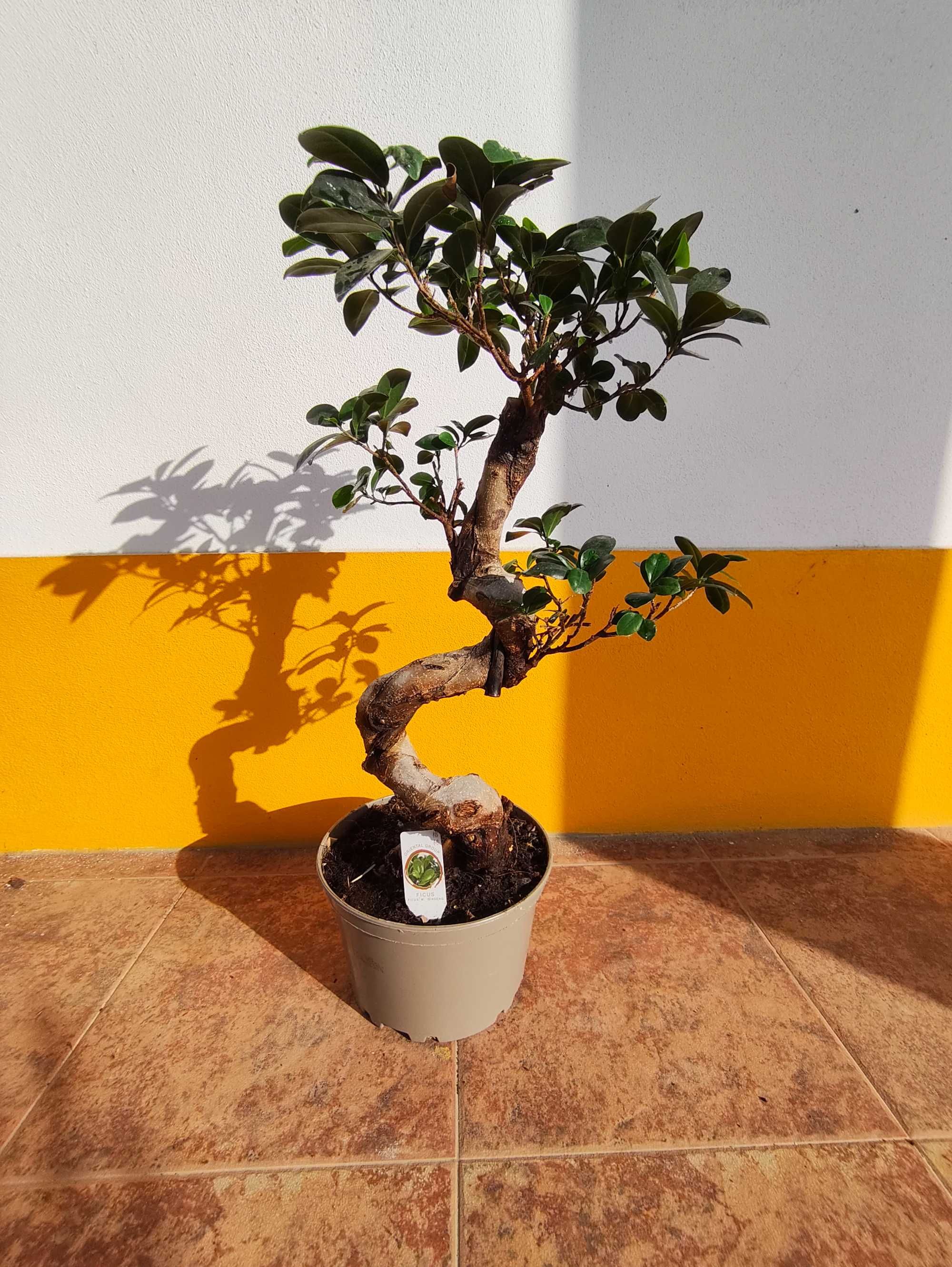 Bonsai FICUS M. Ginseng