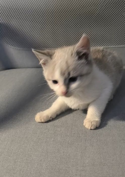 Віддам кошеня біло-пісочного окрасу