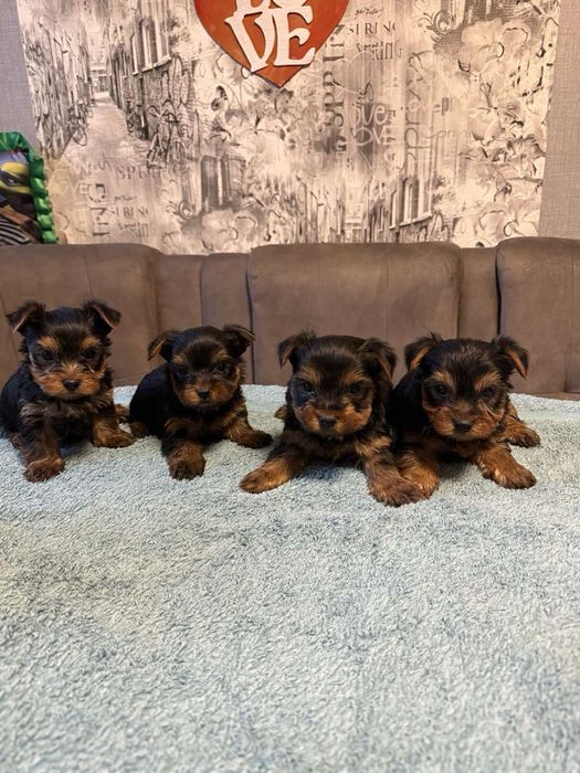 Продам міні Йорків