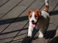 Jack Russell Terrier ZKwP, FCI