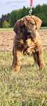 Szczeniak Presa Canario ZKwP/FCI