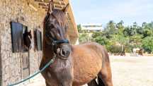 cavalo 3-Year-Old Gelding – Shire Horse x Friesian Cross