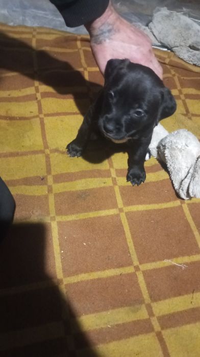 Продам щенков амстафов їдять все