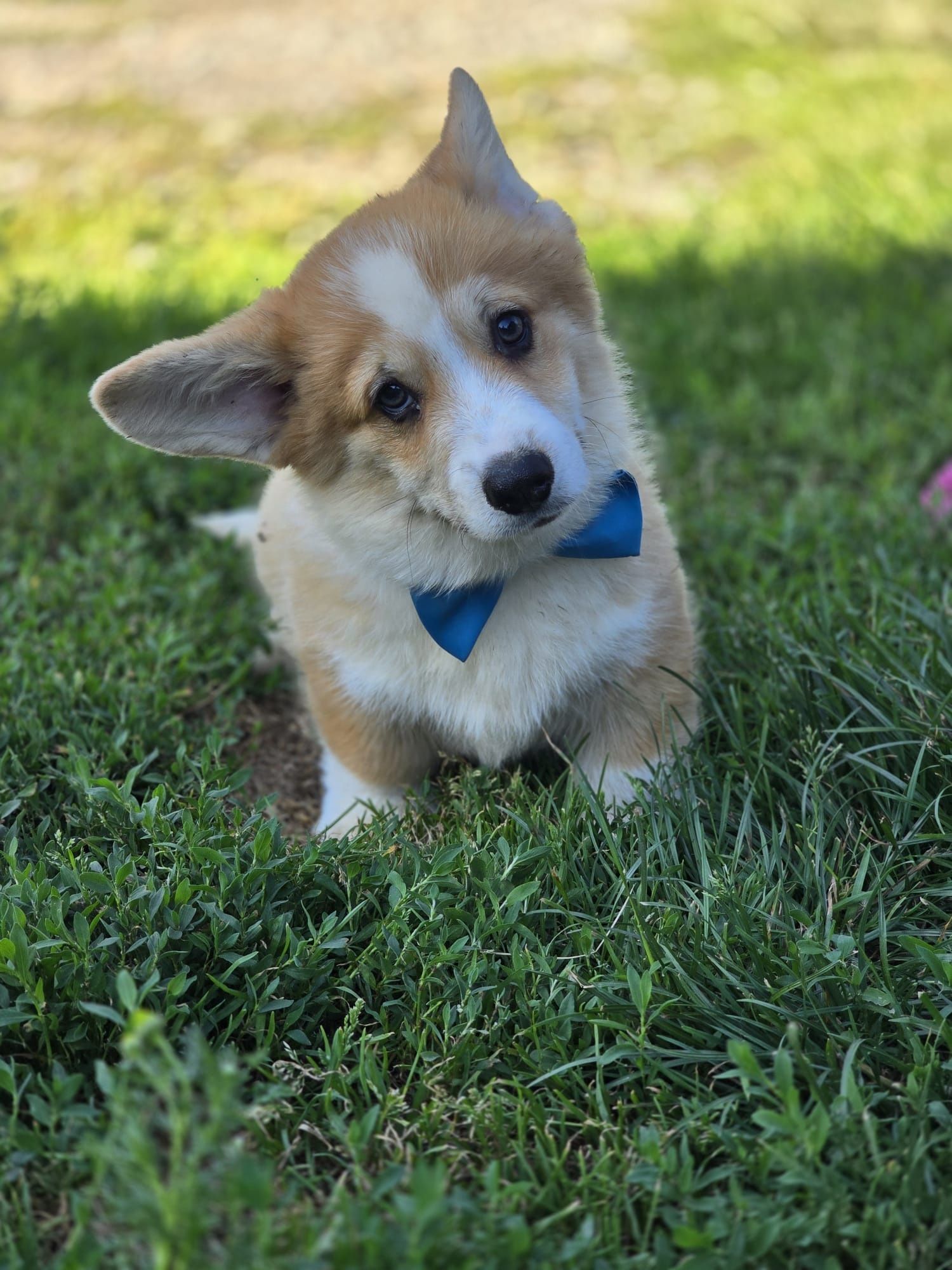 Welsh Corgi Pembroke piesek szczeniak do odbioru gotowy