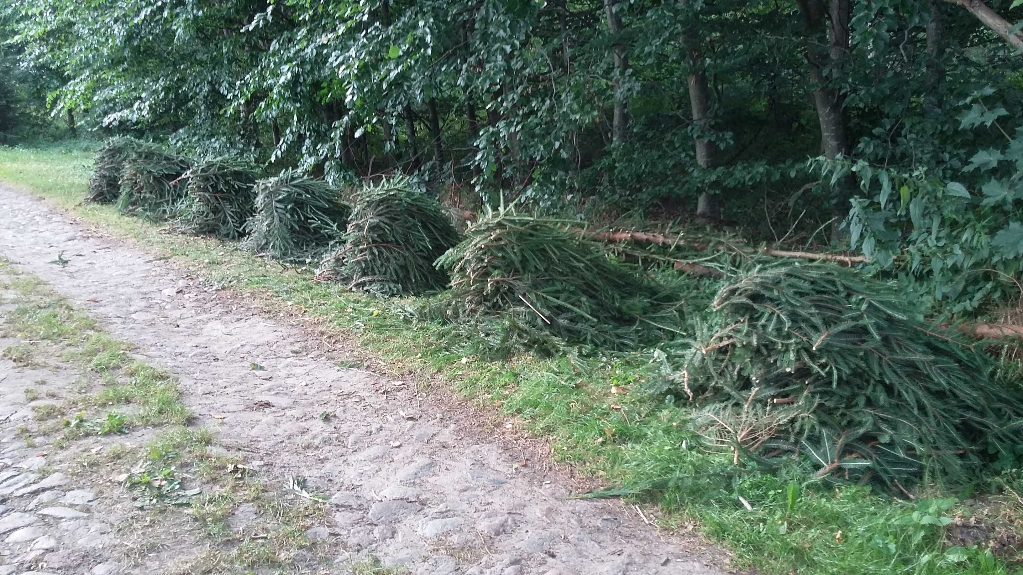 Gałązki świerku pospolitego, stroisz, plantacja choinek, cena za 1 kg