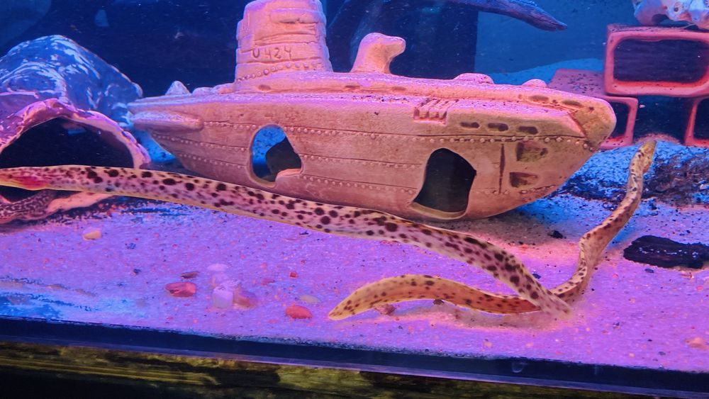 TABU murena tygrysia Gymnothorax poluranodon Warszawa