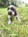 Cocker spaniel angielski -samiec Liver roan