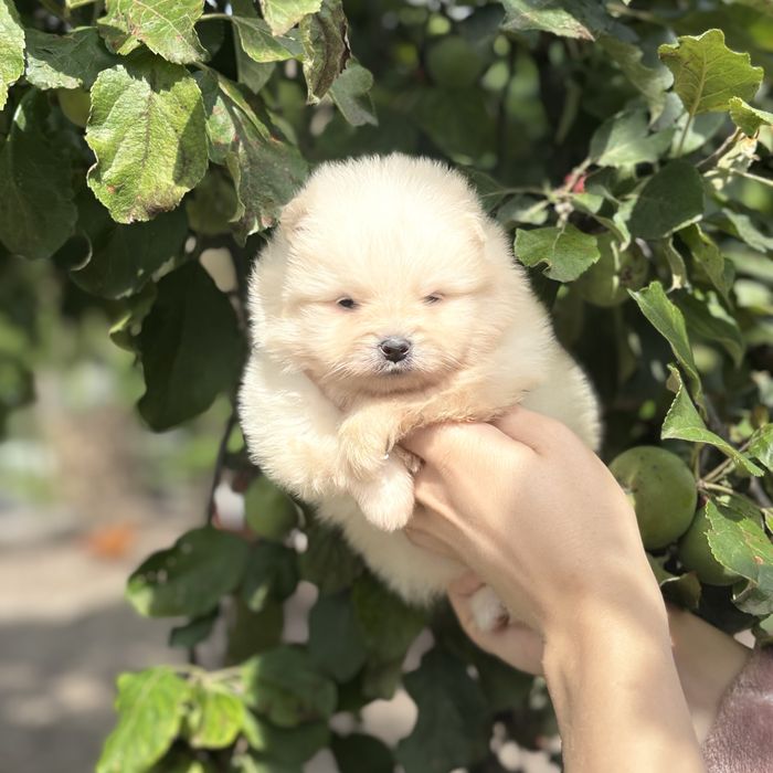 чудова дівчинка шоу классу