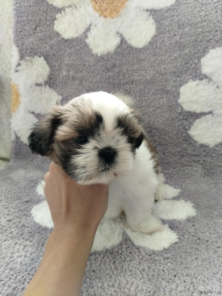 Piękna suczka shih TZU gotowa do odbioru