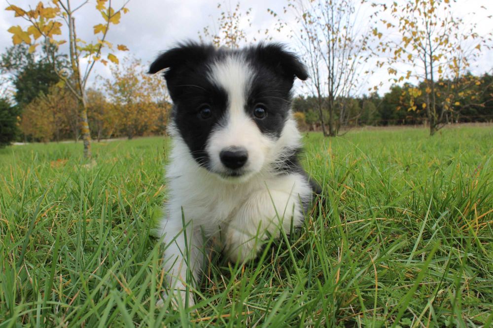 Border Collie suczka czarno biała