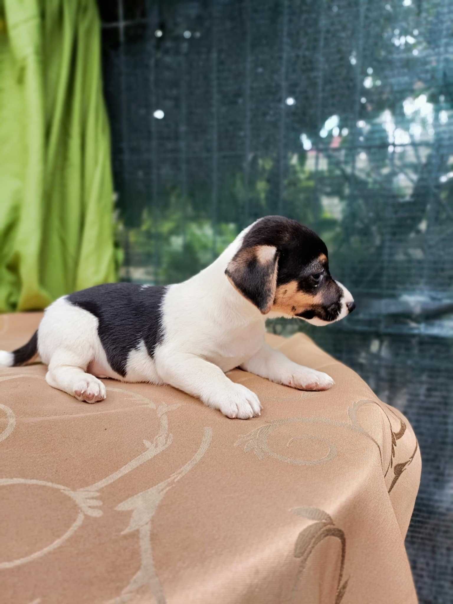 Wzorcowy Jack Russell gładki piękny exterrier rodzice FCI