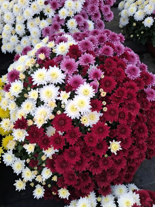 Chryzantemy od producenta
