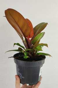 Filodendron Philodendron Prince of Orange 20 cm