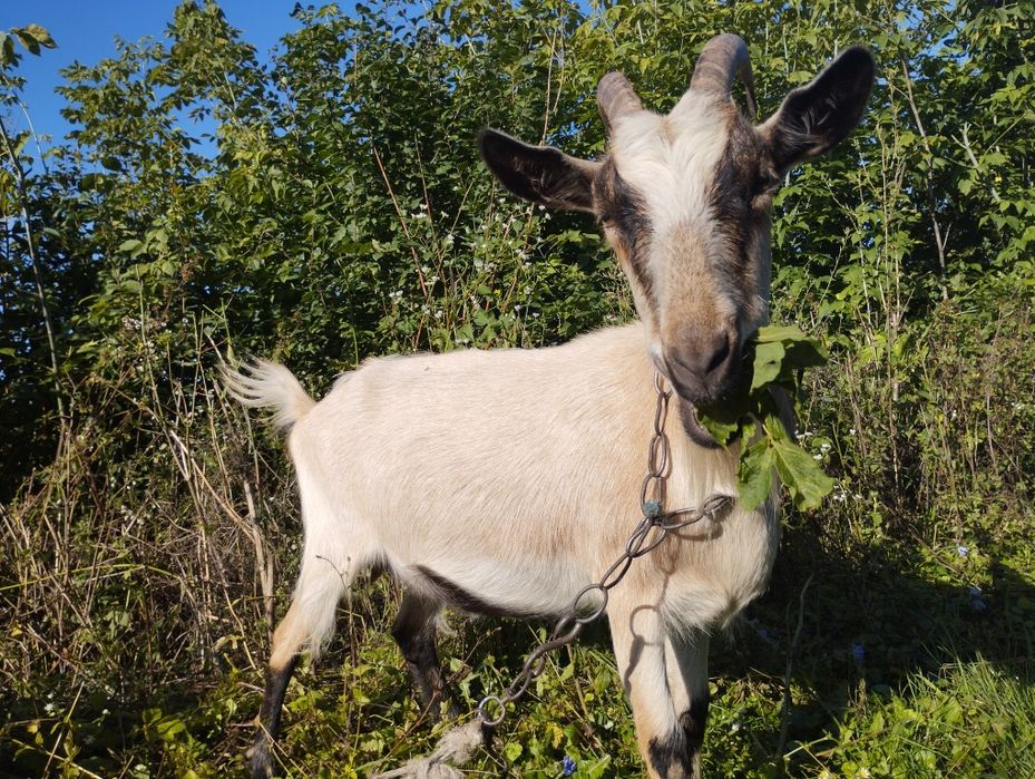 Продам козу,козичку