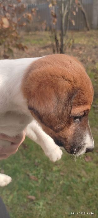 Продам цуценят гладкошерстний фокстерєра