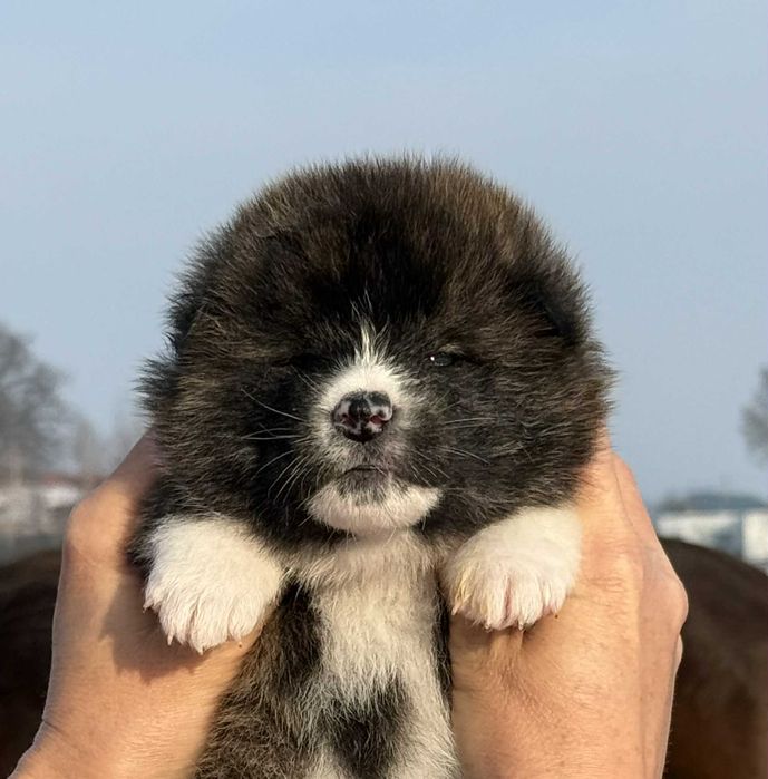 AkitaJapońska*pręgowany samiec*hodowla ZKwP