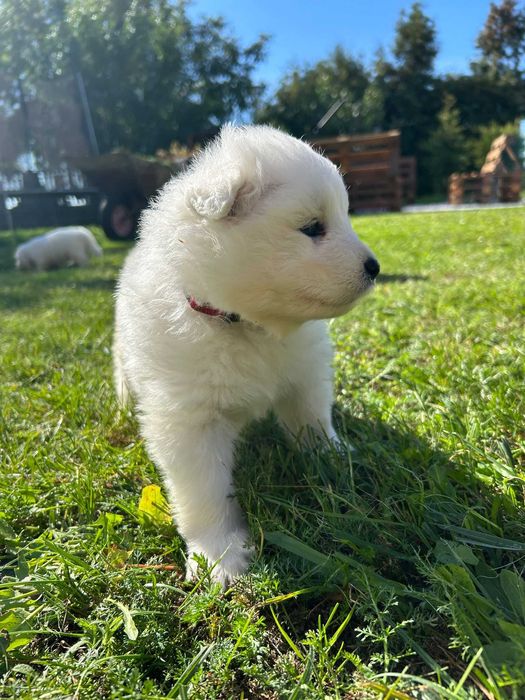 Samoyed – suczka z hodowli "Biała Łapka"