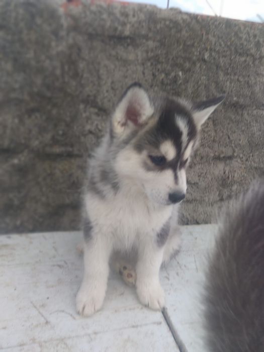Husky siberiano c/lop pedigree c.p .canicultura